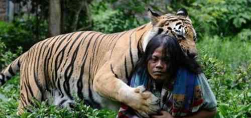 男子养老虎当宠物 林业部门：私自养老虎属于犯罪