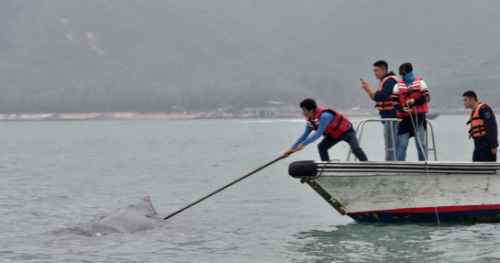 解救被困抹香鲸 鲸鱼身体恢复可能性极小