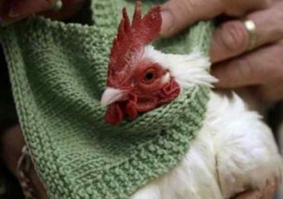 老人给鸡织毛衣保暖 这画面真是太有爱了！