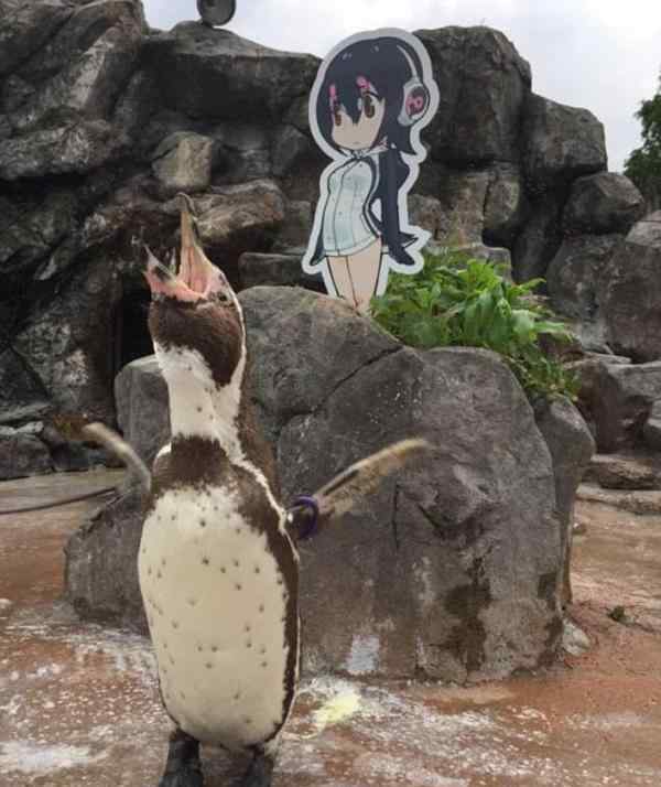 企鹅爱上动漫女孩 化身痴汉常常在人形牌附近转悠