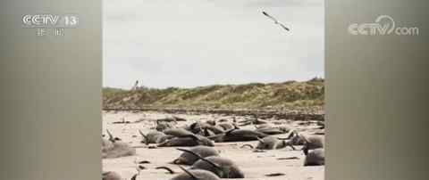 新西兰近百头鲸集体搁浅海滩死亡 究竟发生了什么?