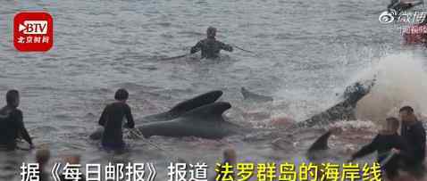 丹麦法罗群岛数百鲸鱼和海豚被捕杀 真相到底是怎样的？
