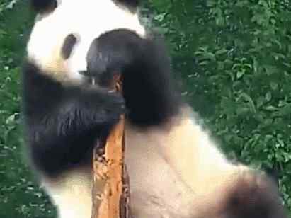 熊猫蹭痒秒变舞王 这只熊猫要成精