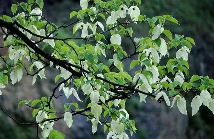 金花茶苗木 中国十大珍稀苗木，能拥有一种你可能就发了