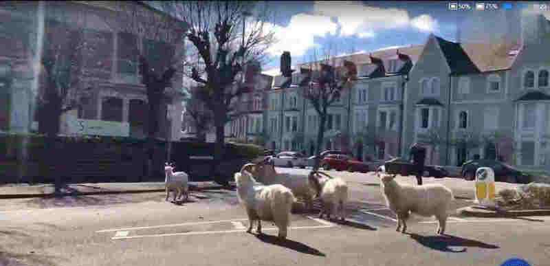 野山羊走上英国空荡街头 具体是什么情况？