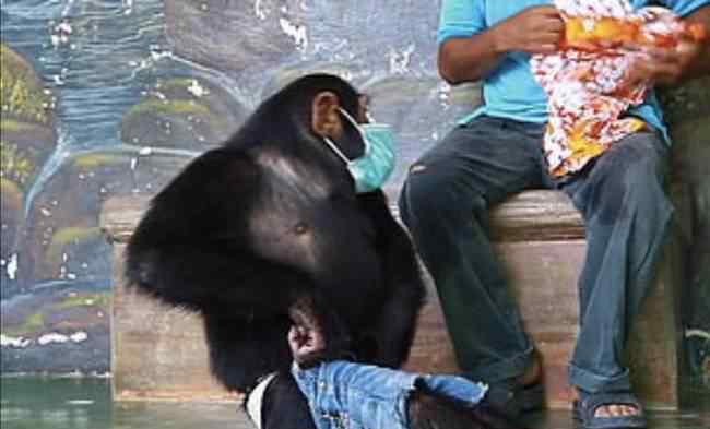 动物园让黑猩猩戴口罩骑车消毒 究竟是怎么一回事?
