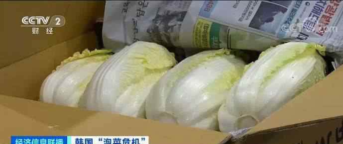 韩国大妈吐槽白菜比中国贵10倍 为什么白菜会如此高价