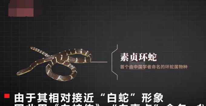 中科院给一剧毒蛇新种命名为“素贞环蛇” 网友：是你吗白娘子？