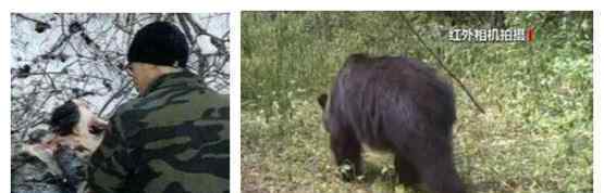 小兴安岭首次找到东北虎吃熊证据 被吃掉的小熊最聪明的一只