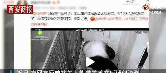 官方回应旅美大熊猫产后疑遭虐待 事件的真相是什么？