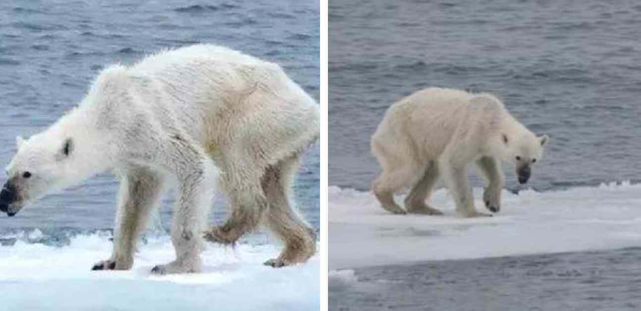 因冰川消融饥饿北极熊打劫垃圾车 附北极熊饥饿的照片