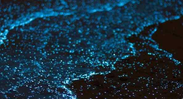 葫芦岛海边现罕见荧光海 荧光海是怎么形成的中国哪里有