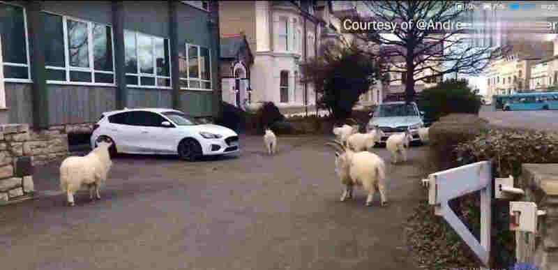 野山羊走上英国空荡街头 具体是什么情况？
