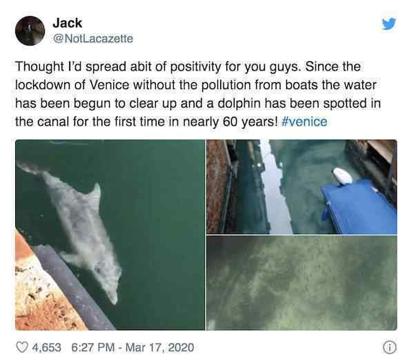 威尼斯河道变清出现海豚 事件详细经过！