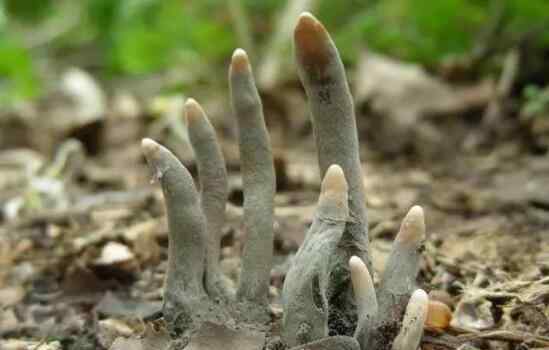 村民在公园发现一堆“死人手指”散发腐臭 专家一看惊喜不已