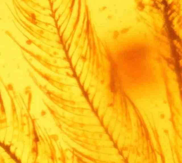 人类首次在琥珀中发现恐龙化石 羽毛纹路清晰可见