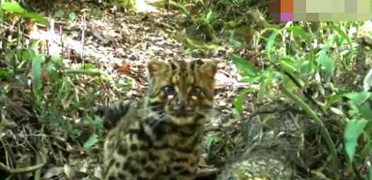 云南保山拍到珍稀野生动物云猫 云猫是什么动物
