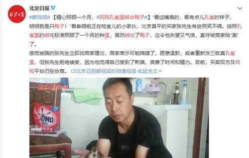 男子网购孔雀蛋孵出鸭子 是欺骗还是乌龙事件