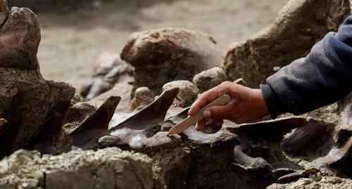 建筑工地发现古老湖床 工人挖出200具罕见猛犸象遗骸