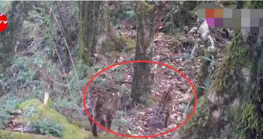 云南保山拍到珍稀野生动物云猫 云猫是什么动物