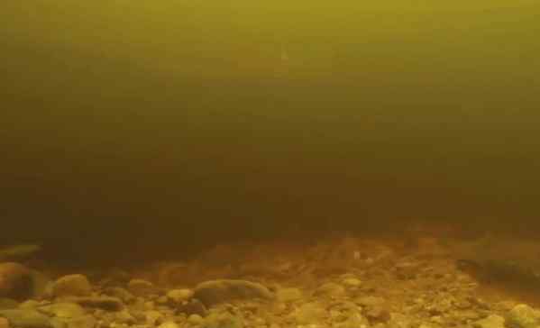 尼斯湖拍到巨型鳗鱼 事情的详情始末是怎么样了！