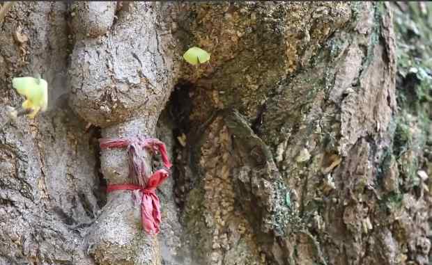 世界最古老银杏树遭雷劈后自愈，5000年的生命奇迹