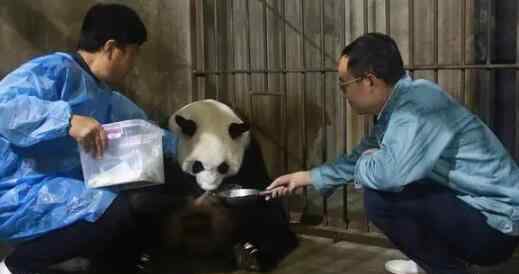 20岁高龄大熊猫珠珠诞下一幼仔 高龄熊猫产子不会有危险吗