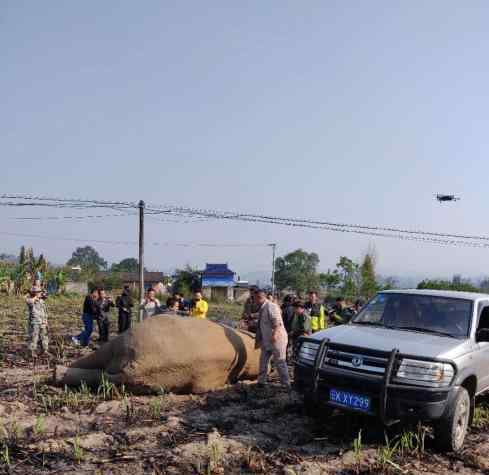 亚洲象破坏车辆被捕 真相到底是怎样的？