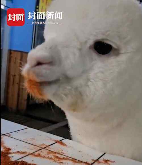 重庆女孩养的羊驼偷吃辣椒面 还爱吃芥末洋葱大蒜…… 具体是啥情况?