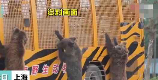 上海野生动物园发生熊伤人事件 饲养员被熊群撕扯令人后怕