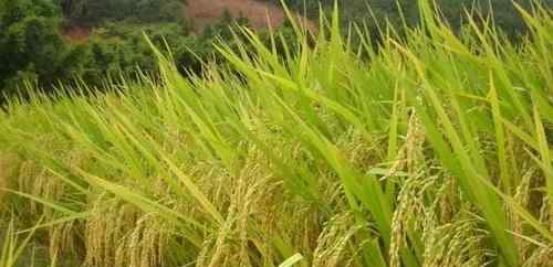 袁隆平团队沙漠海水稻再丰收 海水稻在哪里种植的
