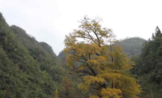 世界最古老银杏树遭雷劈后自愈，5000年的生命奇迹