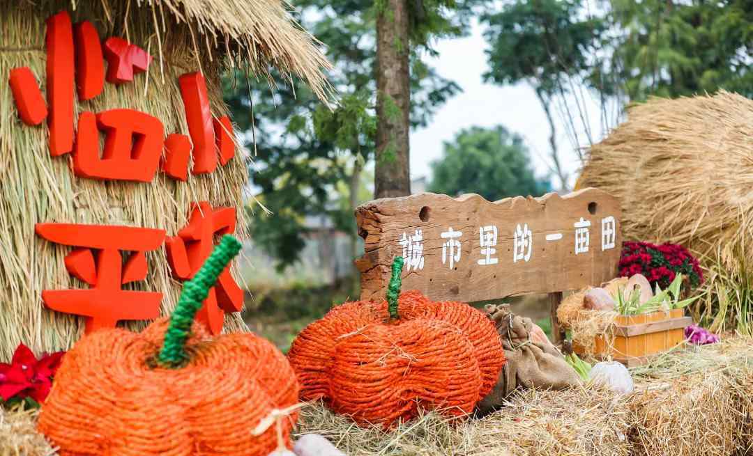颂金秋 贺丰年丨临平街道举办“城市里的一亩田——临平小农场·秋之季”活动