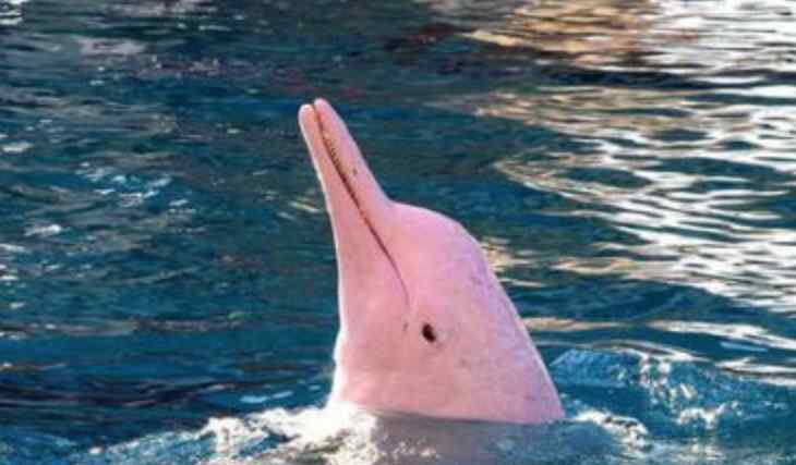 新加坡南部海域发现粉红色海豚 粉红色海豚代表什么