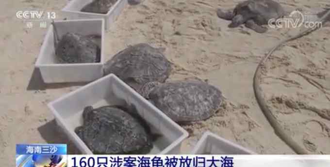 回家！带着“电子身份证”  160只涉案海龟回归大海