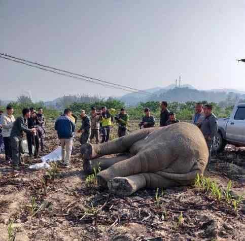 亚洲象破坏车辆被捕 真相到底是怎样的？