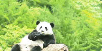 村民不想惊动大熊猫苦等1小时 我国有多少只大熊猫