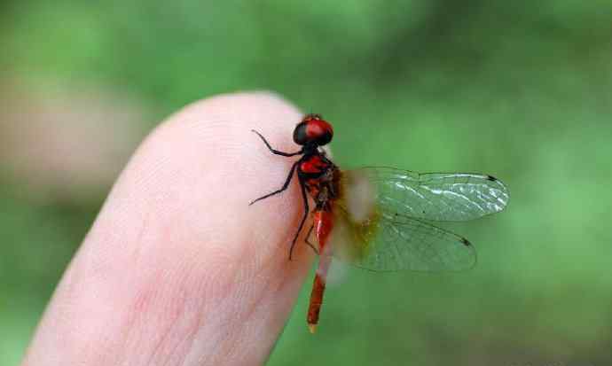 世界最小蜻蜓体长不足15毫米 究竟是怎么一回事？
