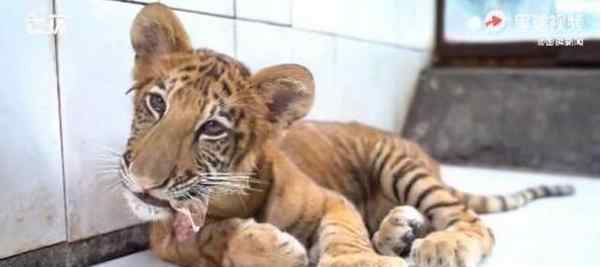 世界唯一虎狮虎兽宝宝满百天 网友：这也太可爱了吧