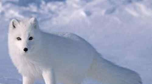 月牙泉景区来了一只小白狐 一幅人与动物和谐相处的温馨画面