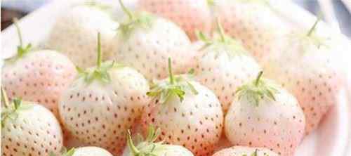 菠萝莓 国外产出稀奇水果菠萝莓 传说中的白色草莓