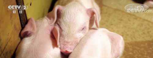 猪肉价格一个月每公斤涨近7元 生猪价格上涨所致，生猪一个月时间涨幅达30%