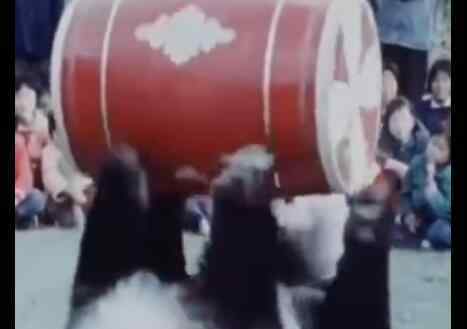 70年代的大熊猫街头杂耍 珍贵画面曝光不可思议一幕