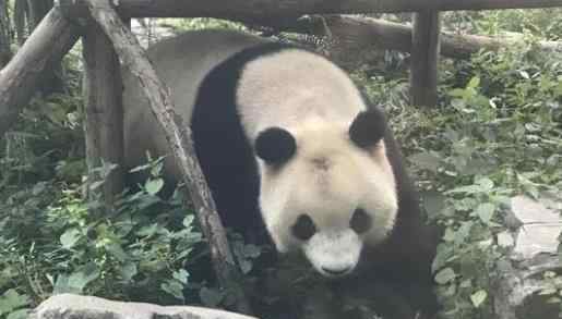 北京动物园网红大熊猫突然头秃 具体原因是什么
