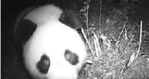 四川土地岭首次拍到野生大熊猫 大熊猫为什么只在四川