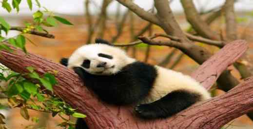 四川土地岭首次拍到野生大熊猫 大熊猫为什么只在四川