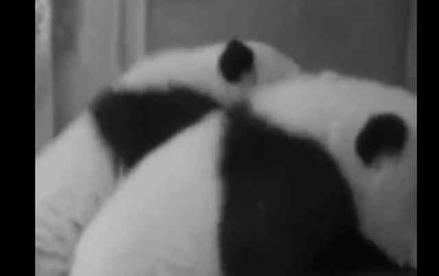 成都双胞胎大熊猫顺顺溜溜病亡：出生仅7个月，因多器官功能衰竭去世