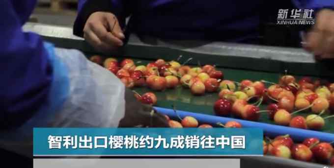 智利樱桃出口超九成销往中国 超32万吨！