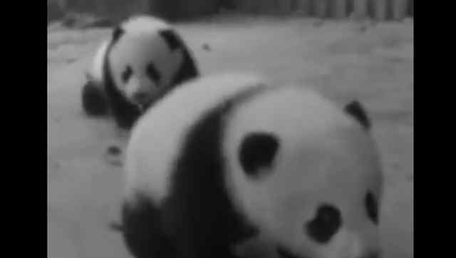 成都双胞胎大熊猫顺顺溜溜病亡：出生仅7个月，因多器官功能衰竭去世
