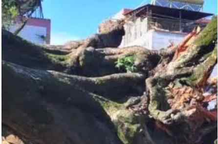 广东1100多岁古榕树倒塌 倒塌原因是什么